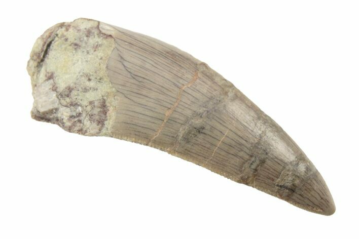 Serrated, Megalosaurid (Marshosaurus) Tooth - Colorado #222494
